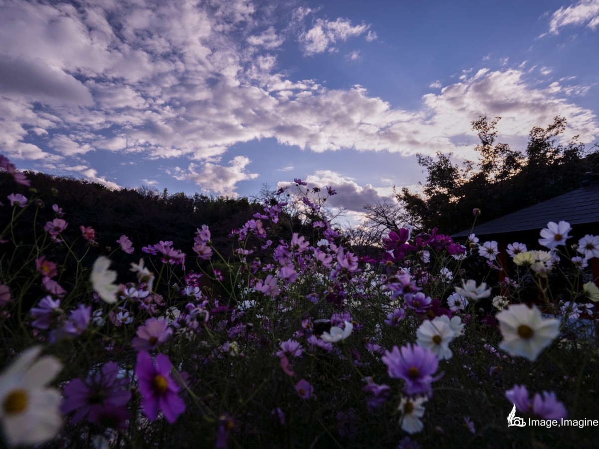 安部文殊院で撮影したコスモスの写真。夕方のうす暗い青空の下、多数の色とりどりのコスモスが咲いている。
