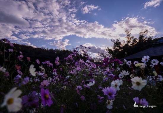 安部文殊院で撮影したコスモスの写真。夕方のうす暗い青空の下、多数の色とりどりのコスモスが咲いている。