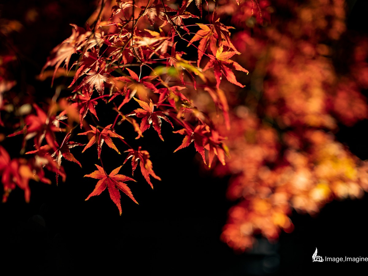 夜の清水寺でライトアップされた紅葉を撮影した写真。写真の手前にはクローズアップされてクッキリ写されている紅葉が、奥にはぼかして写された紅葉が見える。