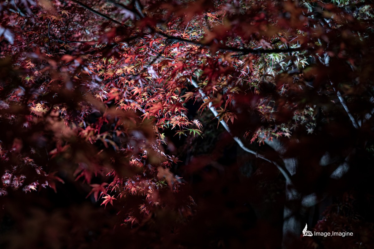 夜の清水寺でライトアップされた紅葉を撮影した写真。写真の周りは少し暗めの紅葉が囲っており、写真の中央にはライトがピンポイントであてられ一際輝いている紅葉がある。