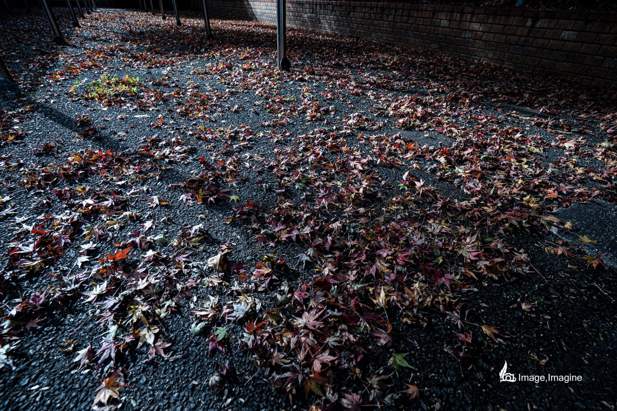 コンクリートの地面を撮影した写真。木から枯れて落ちたたくさんの紅葉が写っている。