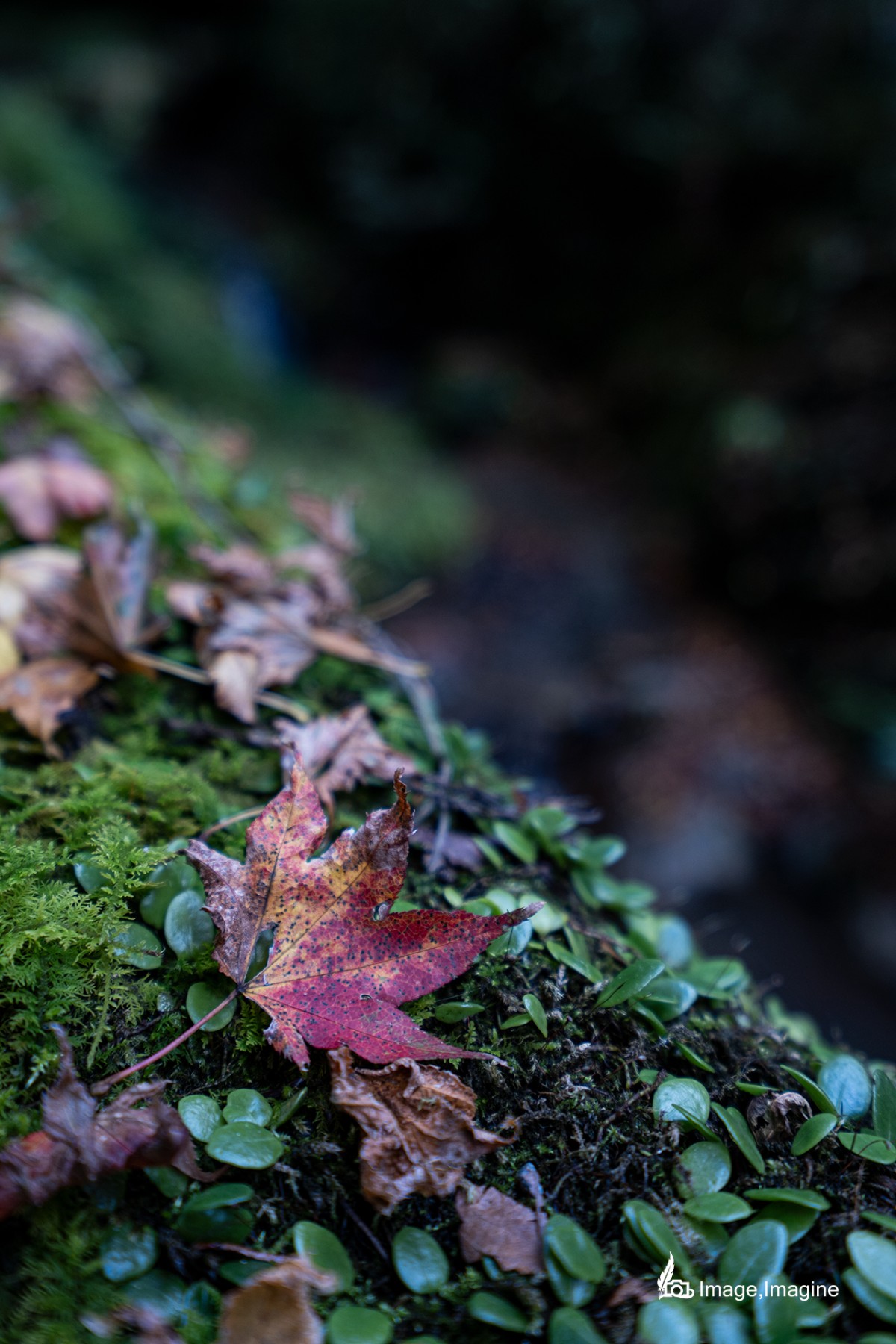 鞍馬寺で撮影した写真。苔で覆われた地面にの上に、木から枯れておちた紅葉がある。