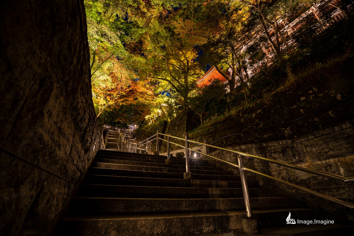 夜に清水寺で紅葉のライトアップを撮影した写真。ライトアップされた階段を下から撮影しており、ライトアップされた紅葉が空を覆うように広がっている。