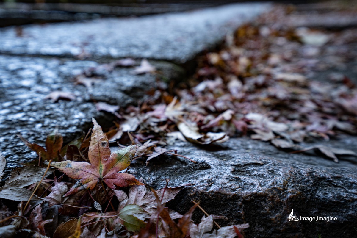 鞍馬寺でコンクリートの地面をクローズアップして撮影した写真。地面には木から枯れ落ちたたくさんの紅葉がある。