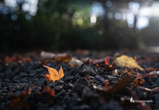 地面に落ちている紅葉をクローズアップして撮影された写真。太陽の光があたり、地面の紅葉は一際輝いている。