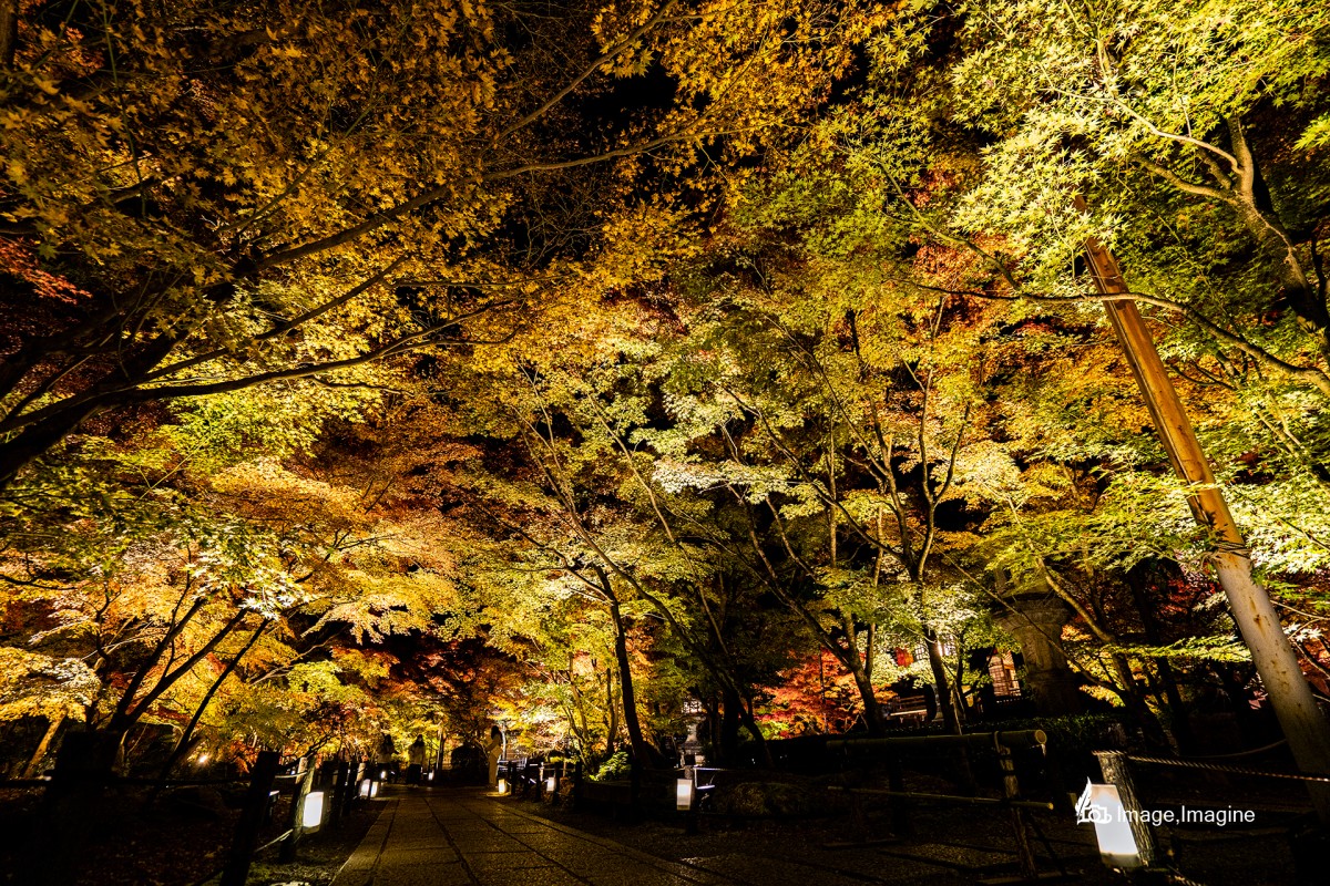 永観堂でライトアップされた紅葉の木々を撮影した写真。奥へ繋がる通路があり、その通路の両脇にはたくさんのライトアップされた紅葉の木々がある。
