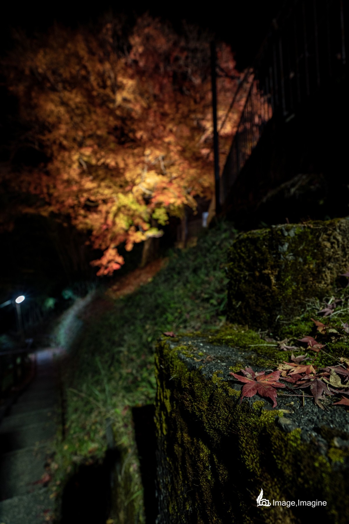 夜の街にて、コケの生えたコンクリートに落ちた紅葉の葉を撮影した写真。また写真の奥にはライトアップされた大きな紅葉の木がある。