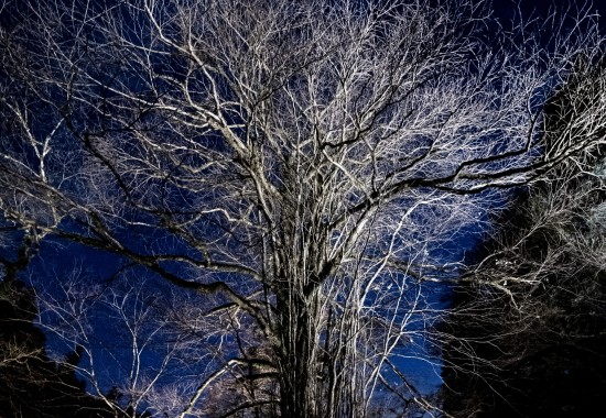 夜の貴船神社でライトアップされた、葉のない大樹を撮影した写真。